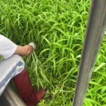 空心菜