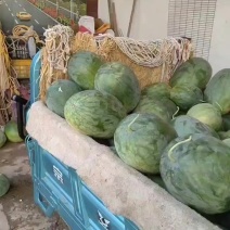 河南蜜冠龙西瓜