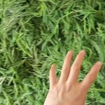 黄须菜产地直供