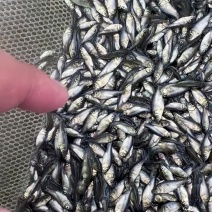 淡水银鲫鱼苗活饵中科三号2-3厘米