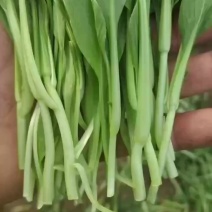 鸡毛菜精品鸡毛菜削根鸡毛菜带根鸡毛菜