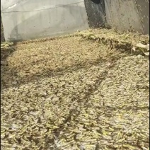 东亚飞皇