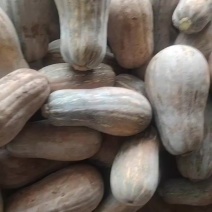 自家种植南瓜