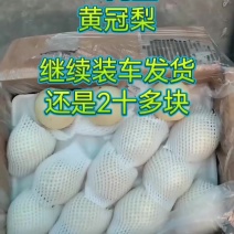 黄冠梨