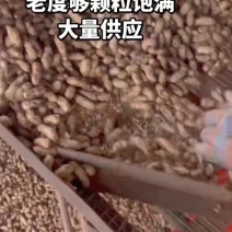 广东鲜花生，四粒红，颗粒饱满，颗粒均匀。大量供应。