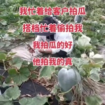 坐瓜（水桶瓜、凳子瓜）20斤起，靓货