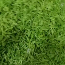 茶叶
