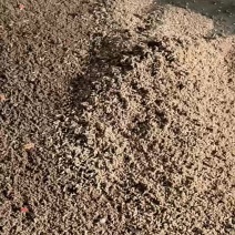黑水虻蛋白虫