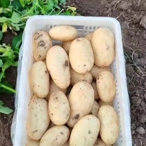土豆