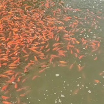 金鱼观赏鱼