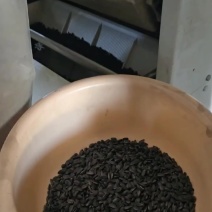 新疆黑珍珠大颗粒炒货油葵