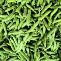 精品大蚕豆基地直发量大质优对接全国市场档口商超电商平台