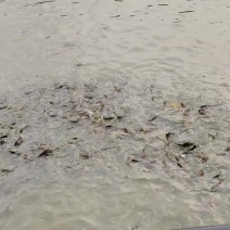 黄颡鱼每斤3一4条