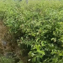 大量出售白/红花油茶大苗基地直销