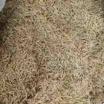 甘肃兰州有20顿冷地早熟禾还有披肩草优质草籽量大从