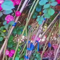 藤本月季，品种众多，花色齐全，基地直发，诚信经营量大从优