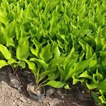 紫玉簪，喜阴植物，耐寒耐寒，多年生花卉
