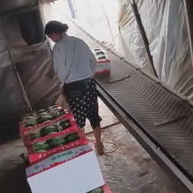 湖北江夏嘉秀6号大量上市中！要的客户订单！