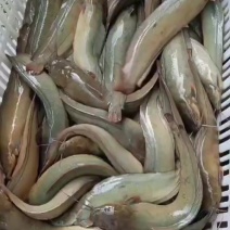 本地清远塘角鱼