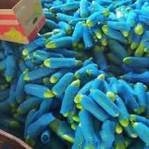 绿皮西葫芦
