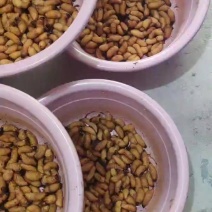 竹笋虫批发销售