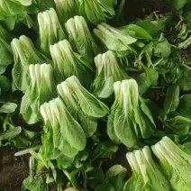 扎把小白菜