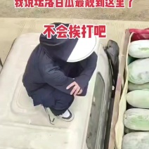 正宗白皮冬瓜个大肉厚，好冬瓜不用多介绍，看品相就懂