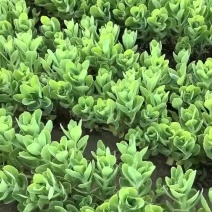 八宝景天，多年生花卉，耐寒耐旱，保质保量