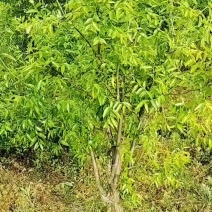冬枣树