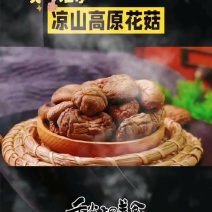 大凉山花菇