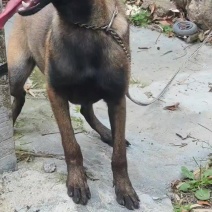 马犬，小母狗6个月喜欢的联系我。