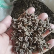 猫爪草各种规格货品