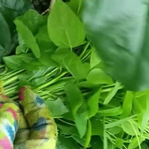 龙须菜新鲜上市，对接市场档口，电商商超，品质保证，量大从优