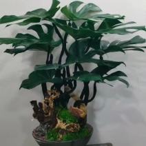 果树苗，盆景