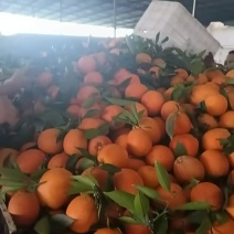 血橙
