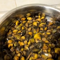 河蚬
