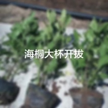 海桐大杯