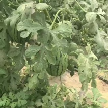 无籽精品小吊瓜