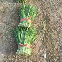 韭菜大量有货
