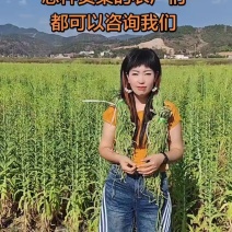 云南贡菜