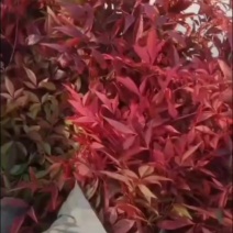 产地直销高度20-100厘米红天竹
