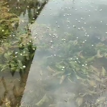 大理海菜花