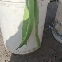 精品高原架豆王，扁芸豆，豇豆。
