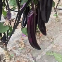 高原精品油茄，茄王