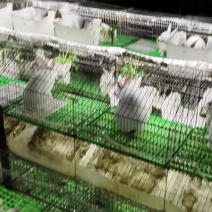 家养肉兔