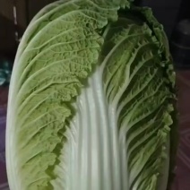 黄心菜玲珑黄秋黄亮玲珑
