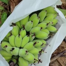 广西苹果蕉一件代发，走市场档口，货源充足欢迎老板咨询。