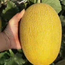 山东黄小蜜哈密瓜，黄25，黄小蜜25哈密瓜，大量有货欢迎