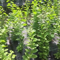 大叶枸杞菜
