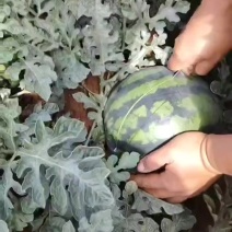 建水甜王